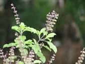 elli shrI tuLasiya vanavu