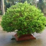 tuLasiyiralu turuchiyanu taruviro (Uga)